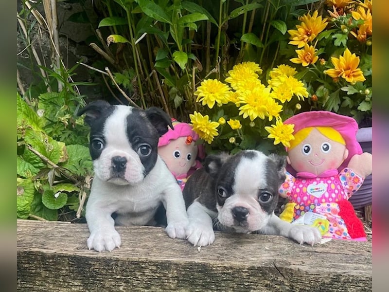 Boston Terrier Welpen