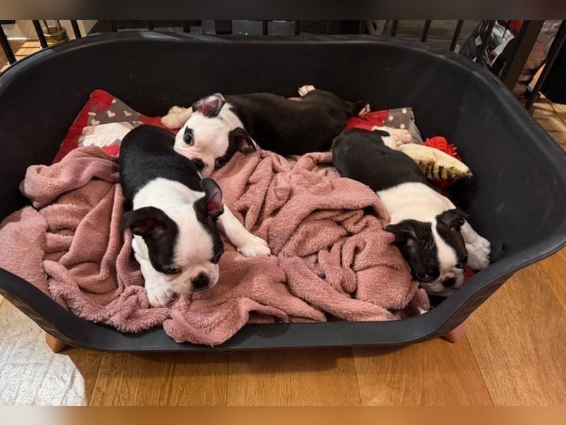 Boston Terrier Welpen