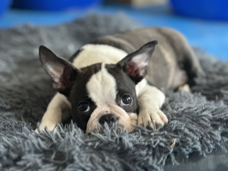 Boston Terrier Rüden – Yuma & Yumba – mit Top-Abstammung