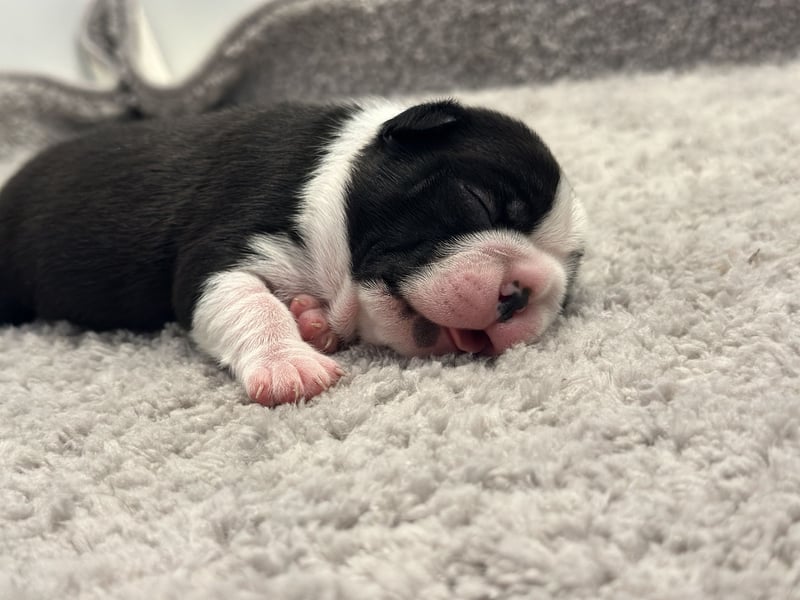 Boston Terrier Rüden – Yuma & Yumba – mit Top-Abstammung