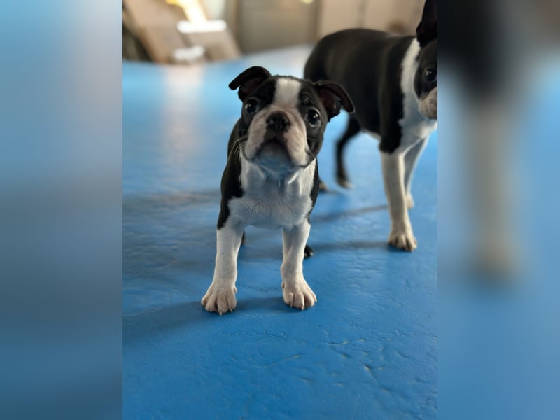 Boston Terrier Rüden – Yuma & Yumba – mit Top-Abstammung