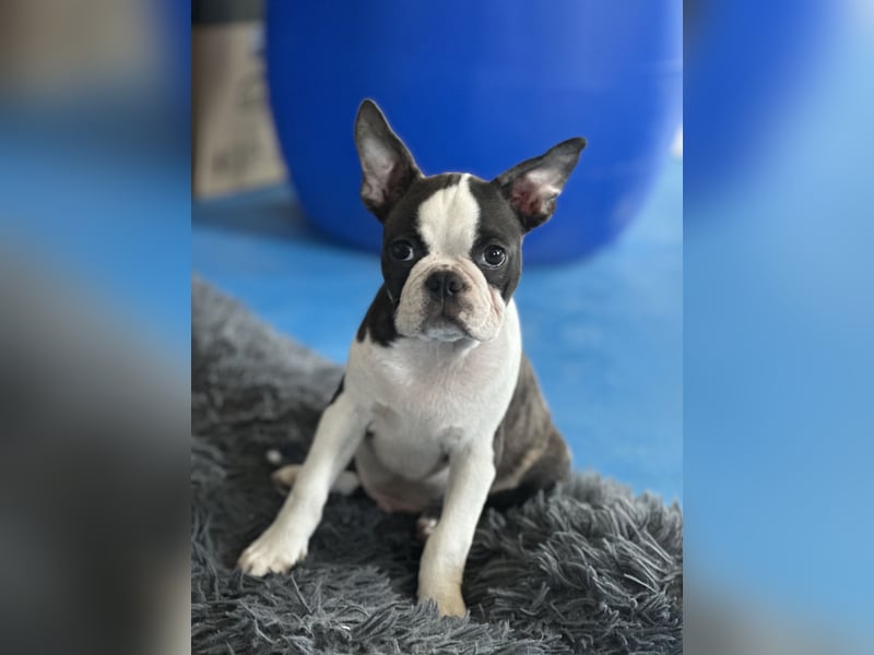 Boston Terrier Rüden – Yuma & Yumba – mit Top-Abstammung