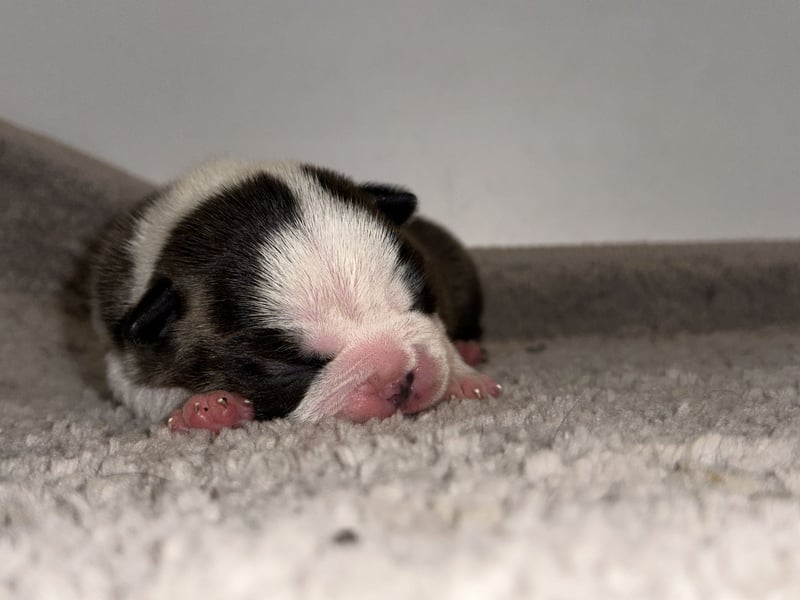 Boston Terrier Rüden – Yuma & Yumba – mit Top-Abstammung