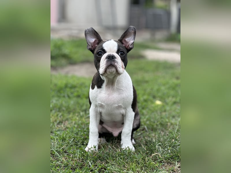 Boston Terrier Rüden – Yuma & Yumba – mit Top-Abstammung