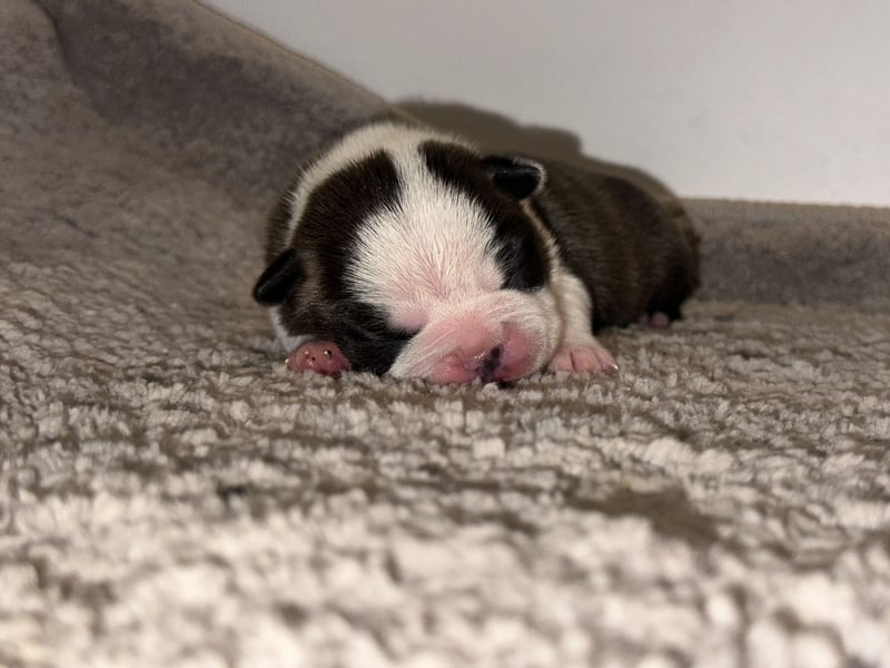 Boston Terrier Rüden – Yuma & Yumba – mit Top-Abstammung
