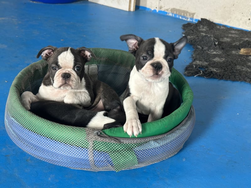 Boston Terrier Rüden – Yuma & Yumba – mit Top-Abstammung