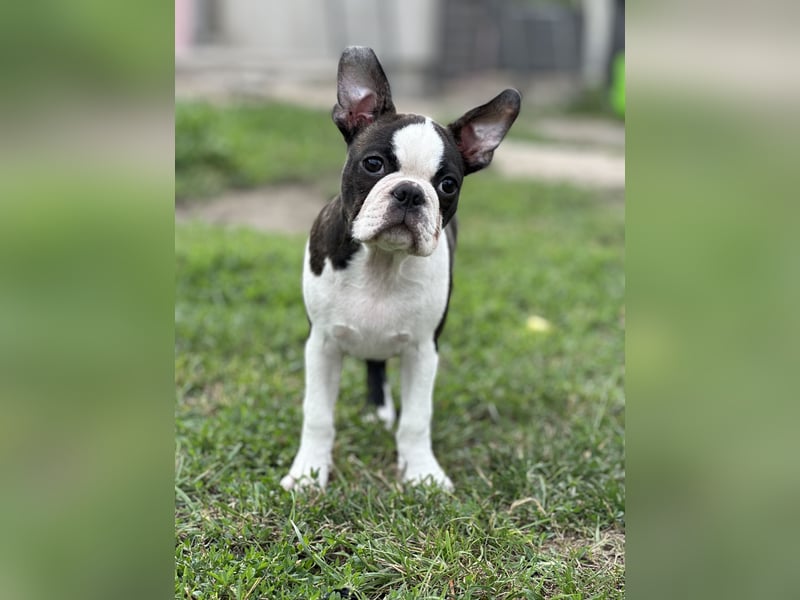 Boston Terrier Rüden – Yuma & Yumba – mit Top-Abstammung