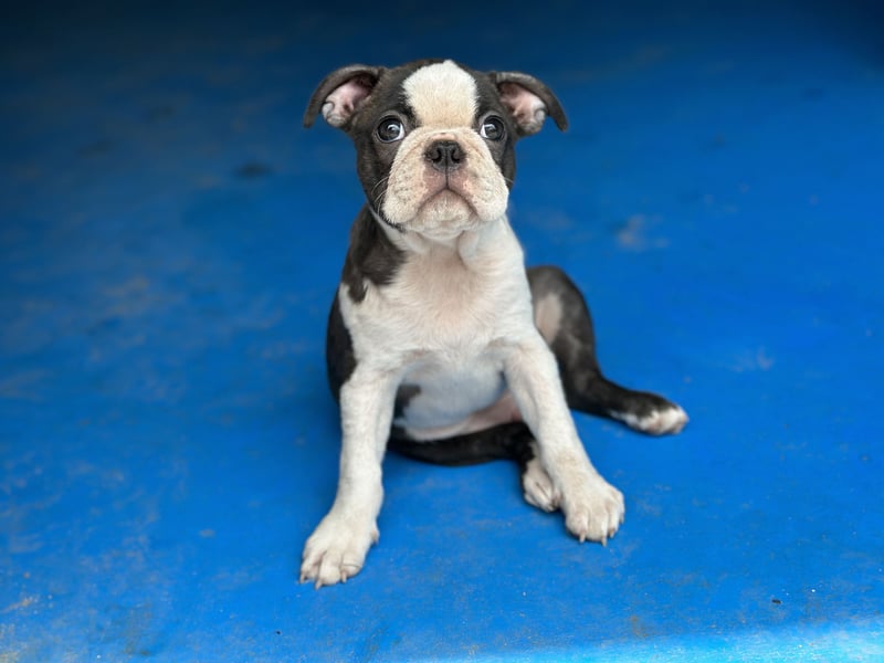 Boston Terrier Rüden – Yuma & Yumba – mit Top-Abstammung