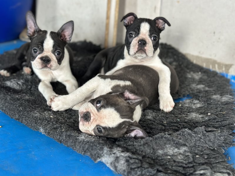 Boston Terrier Rüden – Yuma & Yumba – mit Top-Abstammung