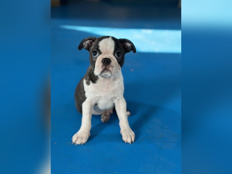 Boston Terrier Rüden – Yuma & Yumba – mit Top-Abstammung