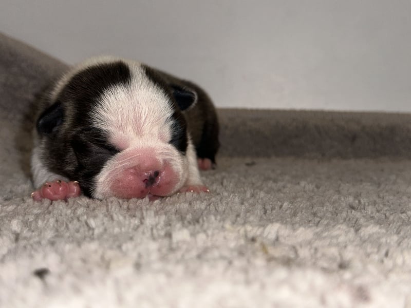 Boston Terrier Rüden – Yuma & Yumba – mit Top-Abstammung