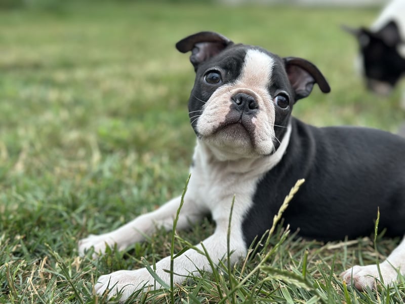 Boston Terrier Rüden – Yuma & Yumba – mit Top-Abstammung