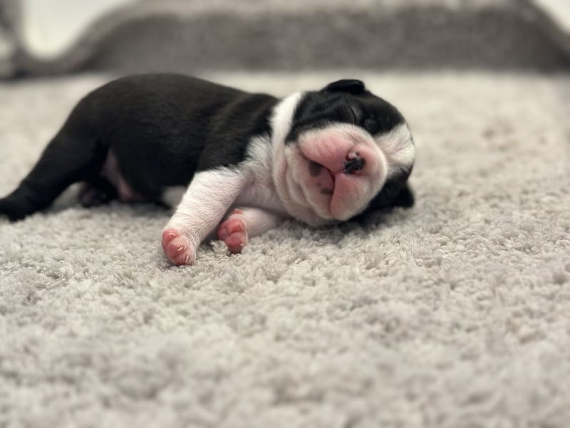 Boston Terrier Rüden – Yuma & Yumba – mit Top-Abstammung