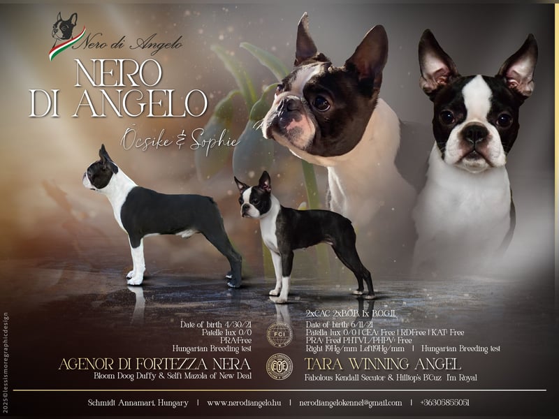 Boston Terrier Rüden – Yuma & Yumba – mit Top-Abstammung