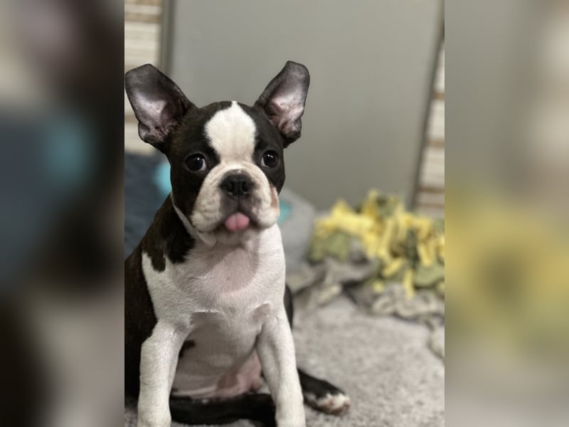 Boston Terrier Rüden – Yuma & Yumba – mit Top-Abstammung