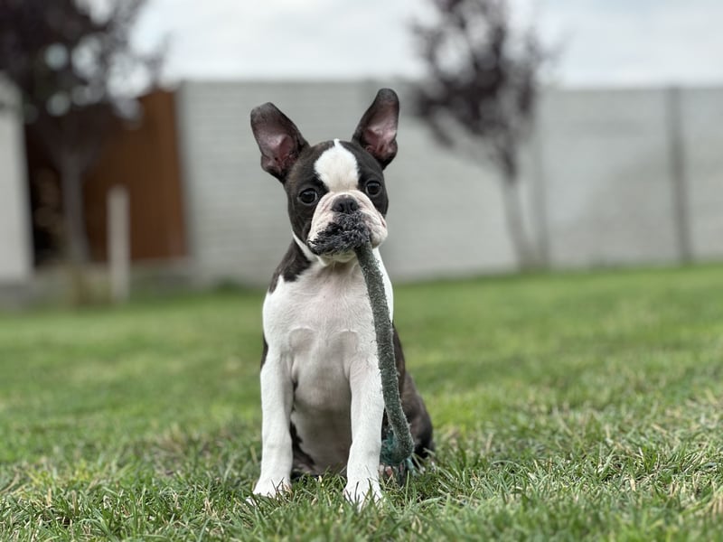 Boston Terrier Rüden – Yuma & Yumba – mit Top-Abstammung