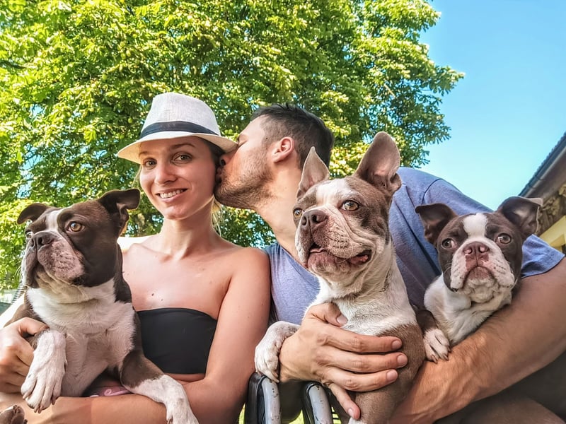 Boston Terrier - Mai 2025