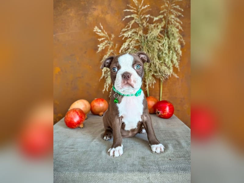 Boston Terrier - Mai 2025