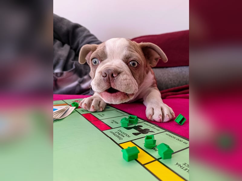 Boston Terrier - Mai 2025