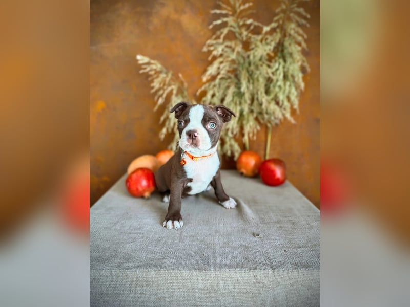 Boston Terrier - Mai 2025