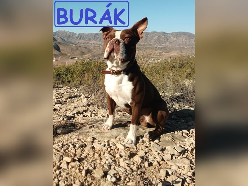 Boston Terrier - Mai 2025