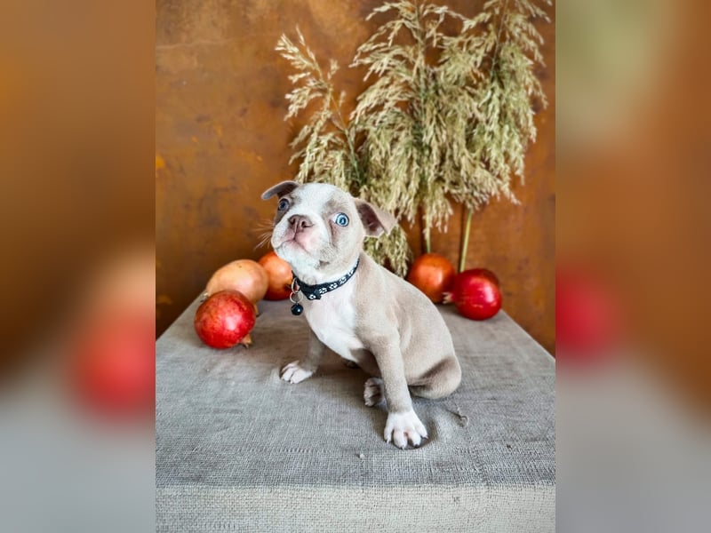 Boston Terrier - Mai 2025