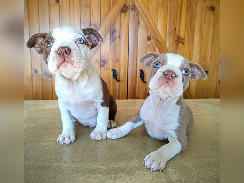Boston Terrier - Mai 2025