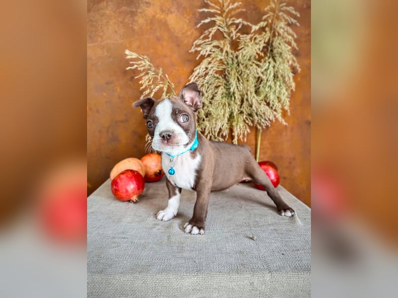 Boston Terrier - Mai 2025