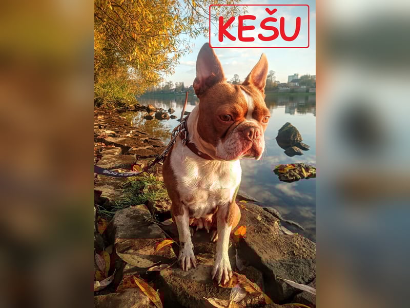 Boston Terrier - Mai 2025