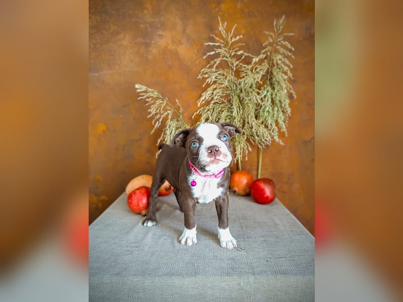 Boston Terrier - Mai 2025