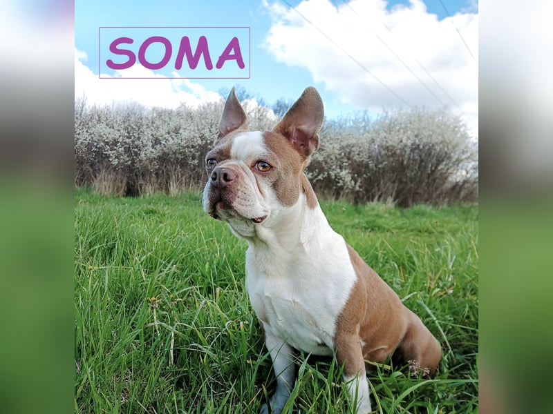 Boston Terrier - Mai 2025