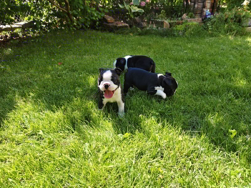 Boston Terrier Welpen ÖKV/ FCI Zucht