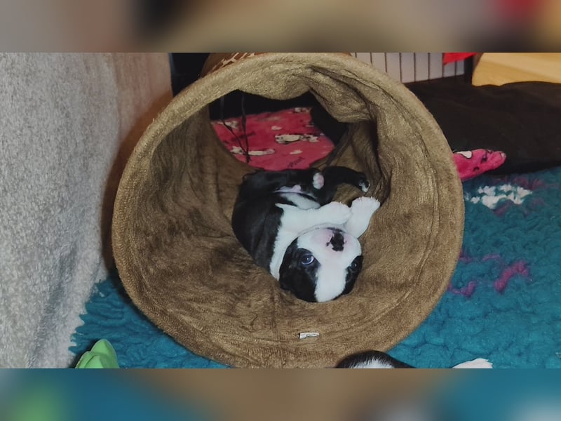 Boston Terrier Welpen ÖKV/ FCI Zucht