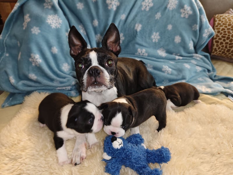 Boston Terrier Welpen ÖKV/ FCI Zucht