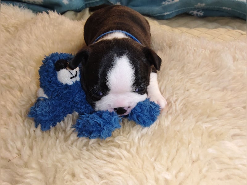 Boston Terrier Welpen ÖKV/ FCI Zucht