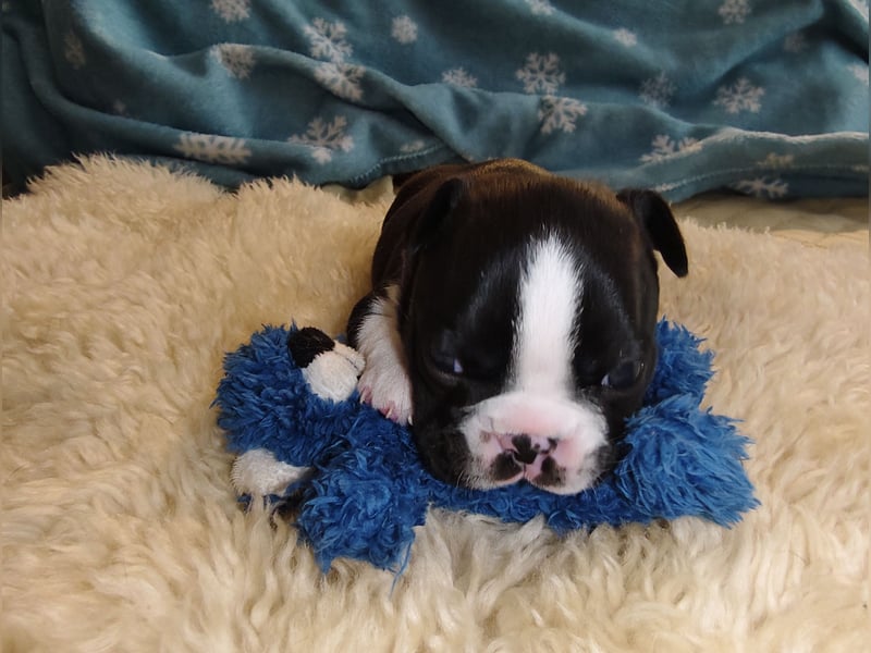 Boston Terrier Welpen ÖKV/ FCI Zucht