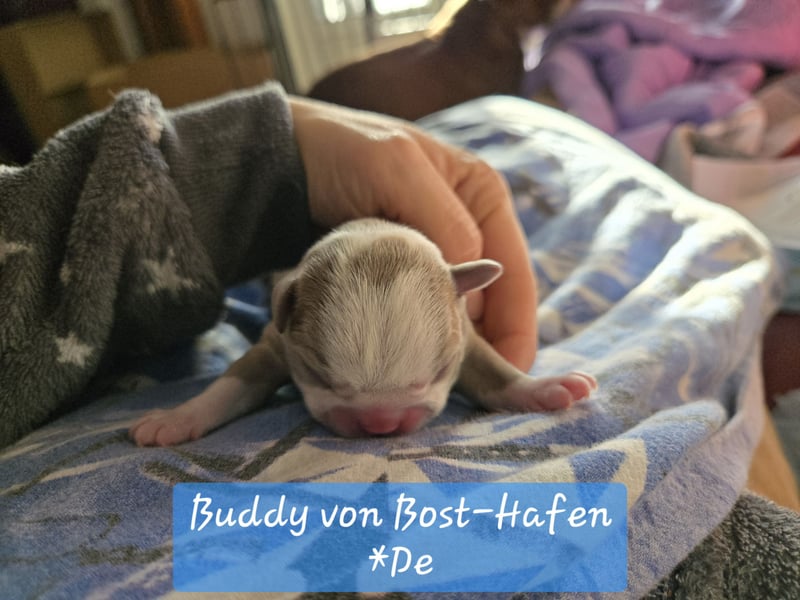 Wurf Ankündigung, Bostis von Bost-Hafen*De
