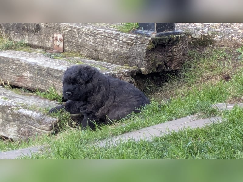 Bouvier des Flandres Welpen "Belle Manatis" L-Wurf Geboren am 22.08.2025