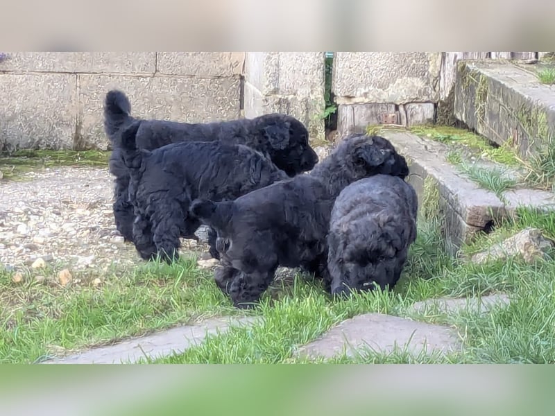 Bouvier des Flandres Welpen "Belle Manatis" L-Wurf Geboren am 22.08.2025