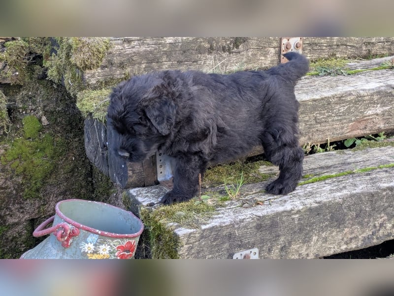 Bouvier des Flandres Welpen "Belle Manatis" L-Wurf Geboren am 22.08.2025