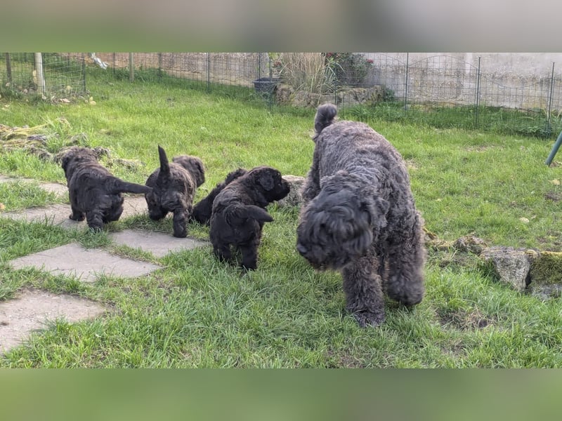 Bouvier des Flandres Welpen "Belle Manatis" L-Wurf Geboren am 22.08.2025