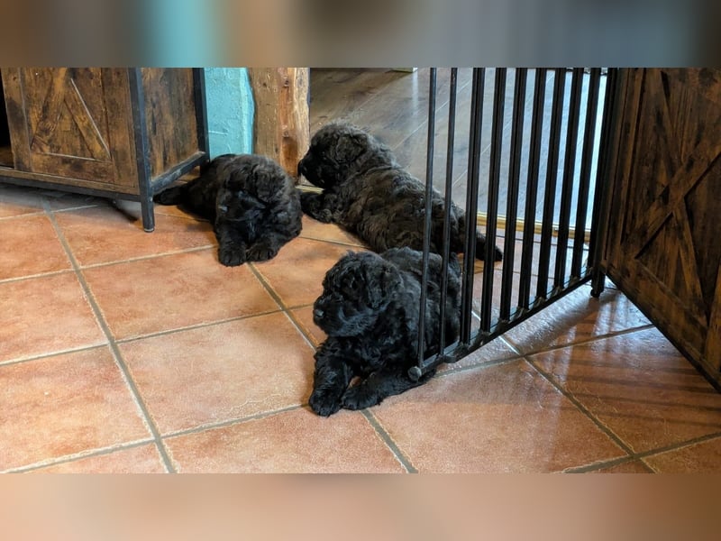 Bouvier des Flandres Welpen "Belle Manatis" L-Wurf Geboren am 22.08.2025