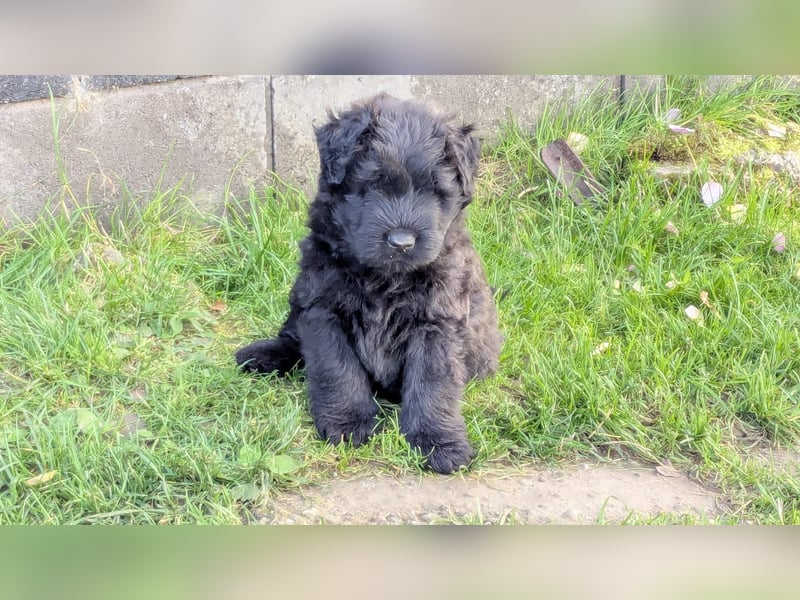 Bouvier des Flandres Welpen "Belle Manatis" L-Wurf Geboren am 22.08.2025