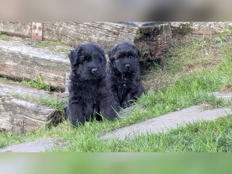 Bouvier des Flandres Welpen "Belle Manatis" L-Wurf Geboren am 22.08.2025