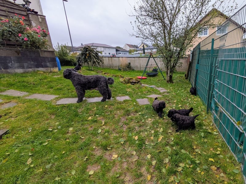 Bouvier des Flandres Welpen "Belle Manatis" L-Wurf Geboren am 22.08.2025