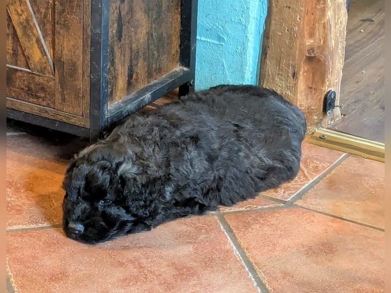 Bouvier des Flandres Welpen "Belle Manatis" L-Wurf Geboren am 22.08.2025