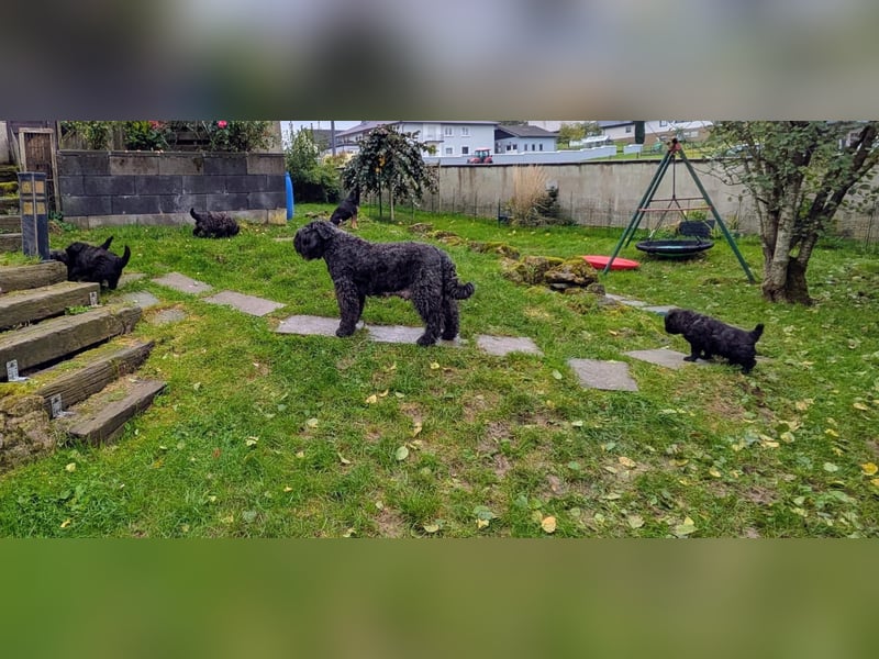 Bouvier des Flandres Welpen "Belle Manatis" L-Wurf Geboren am 22.08.2025