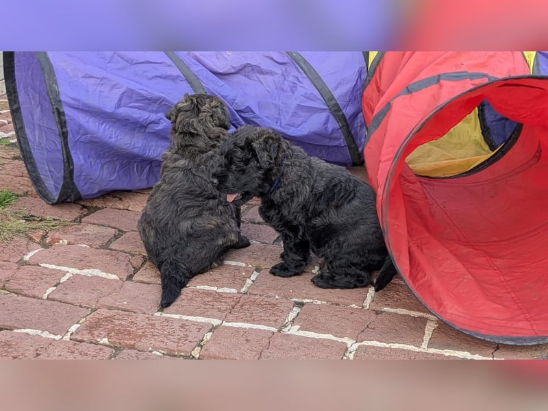 Bouvier des Flandres Welpen "Belle Manatis" L-Wurf Geboren am 22.08.2025