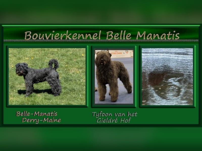 Bouvier des Flandres Welpen "Belle Manatis" L-Wurf Geboren am 22.08.2025