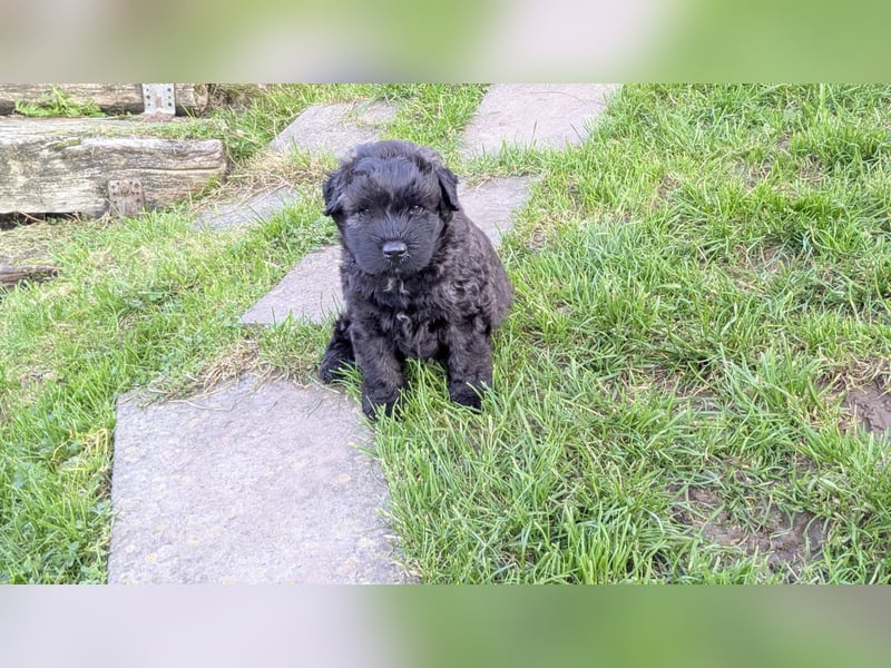 Bouvier des Flandres Welpen "Belle Manatis" L-Wurf Geboren am 22.08.2025